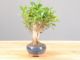 Immagine di Bonsai Ficus r.