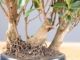 Immagine di Bonsai Ficus r.