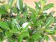 Immagine di Bonsai Ficus r.