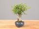 Immagine di Zelkova nire