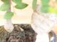 Immagine di Zelkova nire