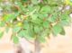 Immagine di Zelkova nire