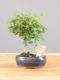 Immagine di Zelkova nire