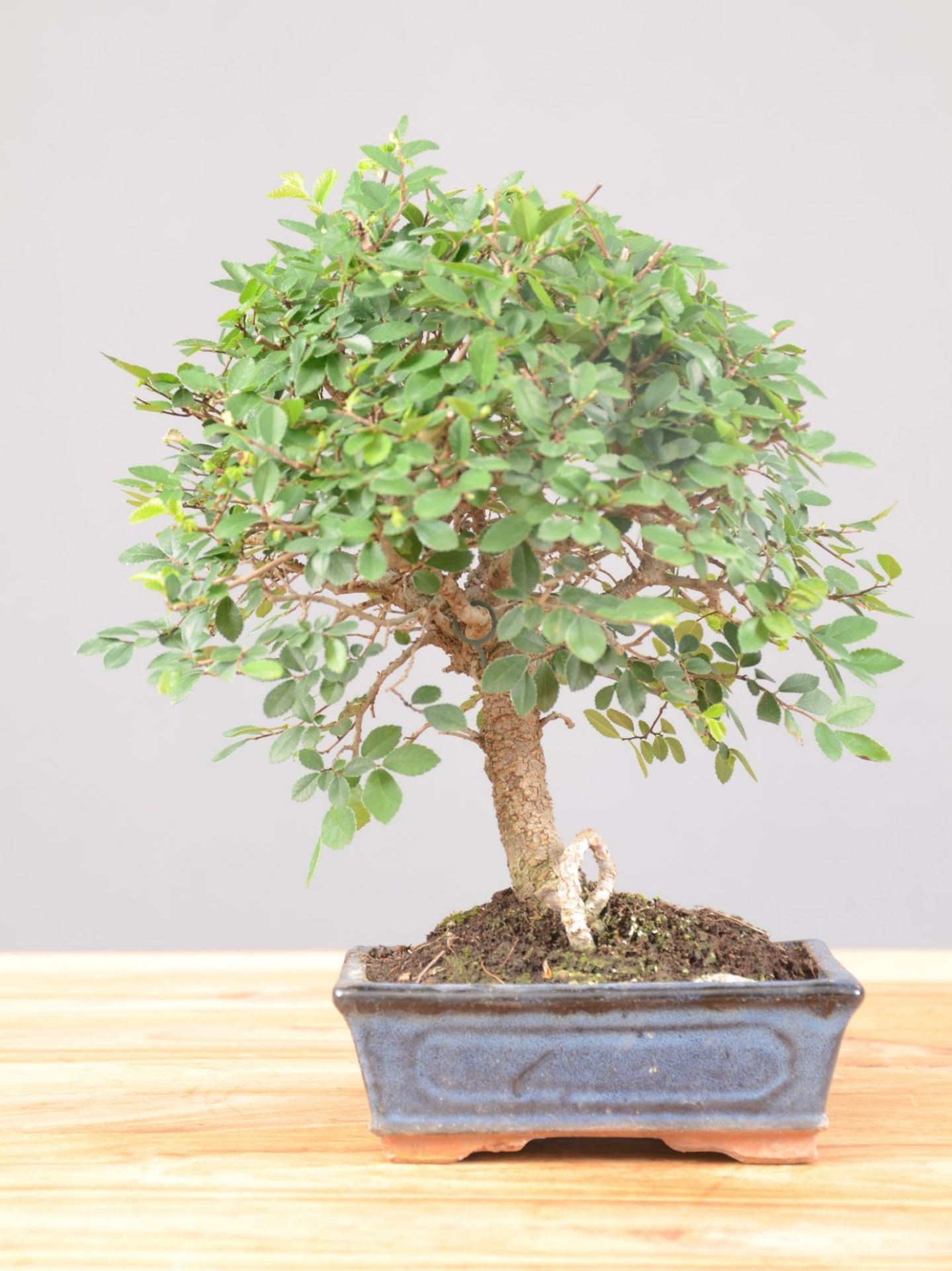 Immagine di Zelkova nire