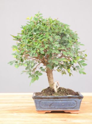 Immagine di Zelkova nire