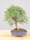 Immagine di Zelkova nire