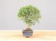 Immagine di Zelkova nire