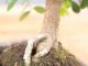 Immagine di Zelkova nire