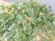 Immagine di Zelkova nire