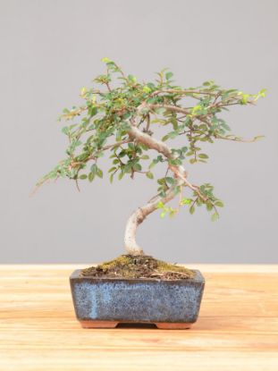 Immagine di Zelkova nire