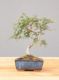 Immagine di Zelkova nire