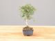 Immagine di Zelkova nire