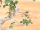 Immagine di Zelkova nire
