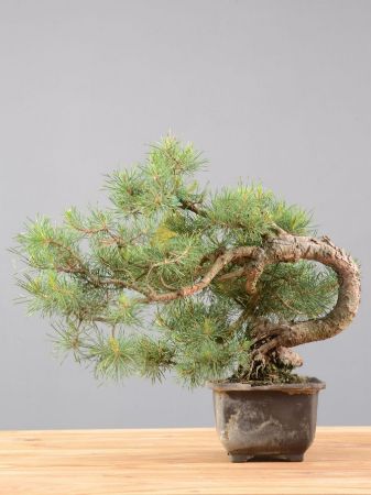 Picture for category Bonsai Pino silvestre (Pinus sylvestris)