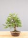 Picture of Japanese yew