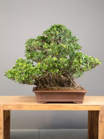 Picture for category Bonsai Fico (Ficus retusa)