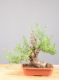 Picture of Olive tree