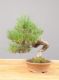 Immagine di Bonsai Pino silvestre