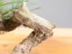 Immagine di Bonsai Pino silvestre
