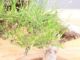Immagine di Bonsai Pino silvestre