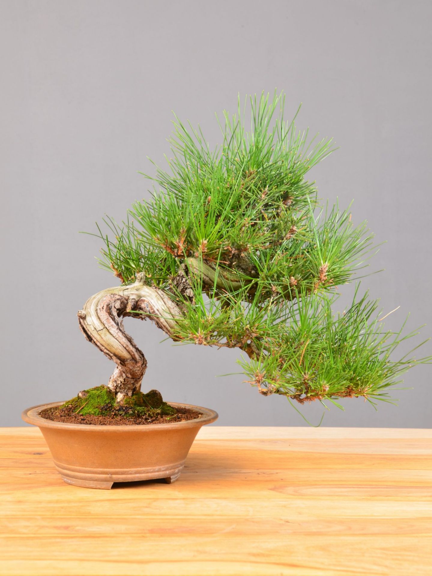 Immagine di Bonsai Pino silvestre