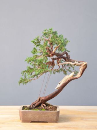 Picture for category Juniperus