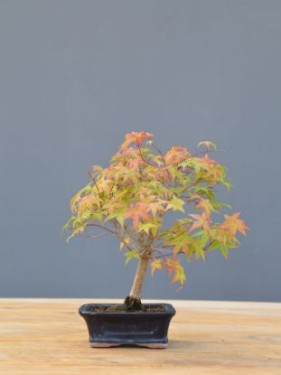 Picture of Bonsai Acero rosso giapponese