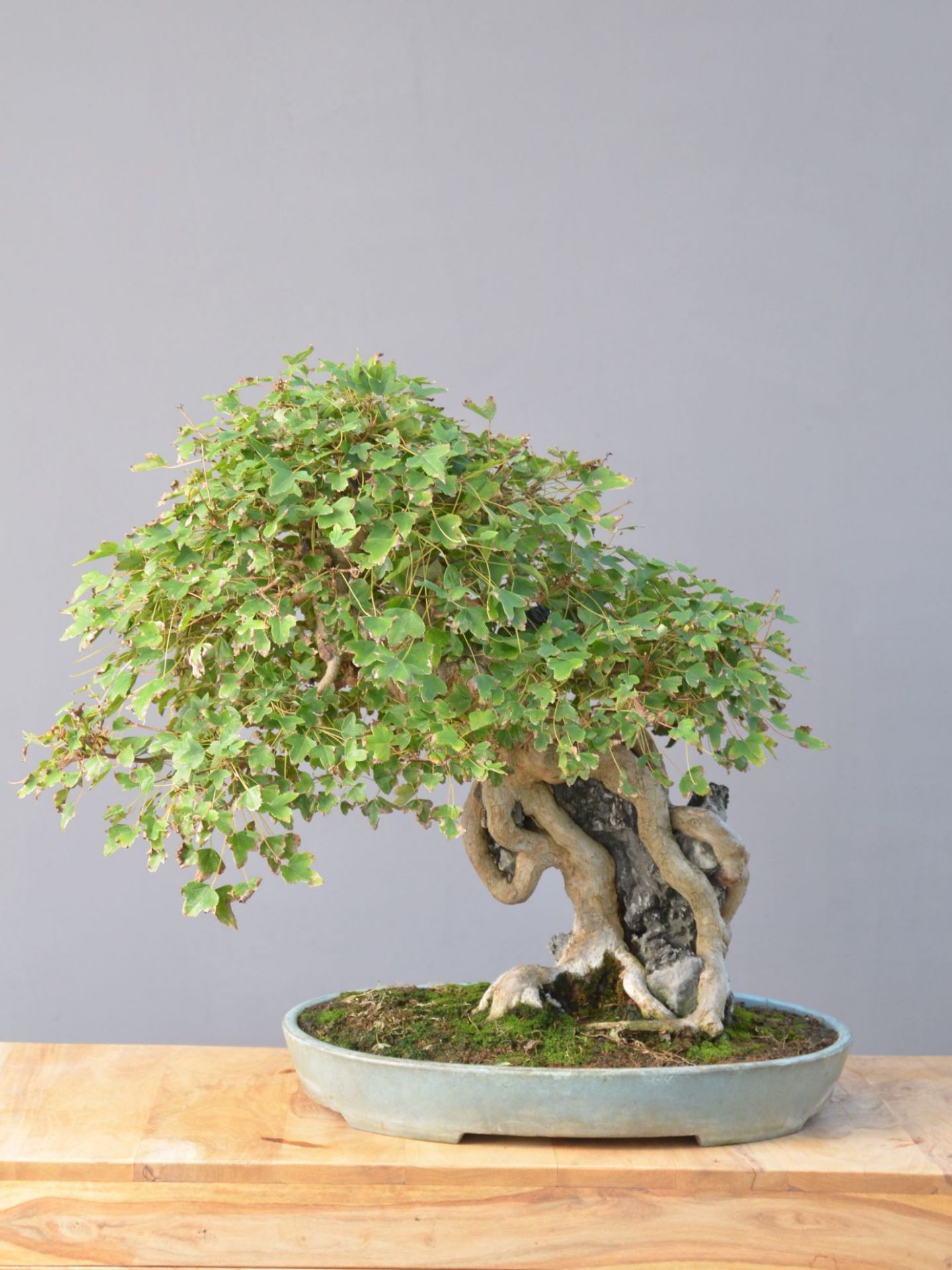 Immagine di Bonsai acero