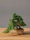 Immagine di Bonsai Ginepro