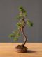 Immagine di Bonsai Ginepro G.