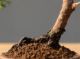 Immagine di Bonsai Ginepro G.