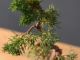 Immagine di Bonsai Ginepro G.
