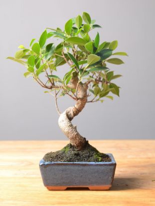 Immagine di Bonsai Ficus r.