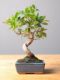 Immagine di Bonsai Ficus r.