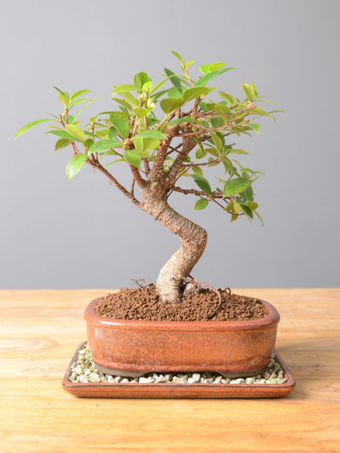 Immagine di Bonsai Ficus r.