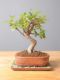 Immagine di Bonsai Ficus r.