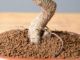 Immagine di Bonsai Ficus r.