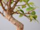 Immagine di Bonsai Ficus r.