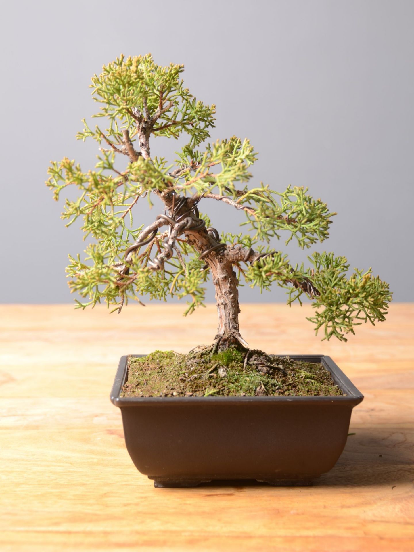 Immagine di Bonsai Ginepro