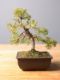 Immagine di Bonsai Ginepro