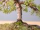 Immagine di Bonsai Ginepro