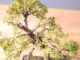 Immagine di Bonsai Ginepro