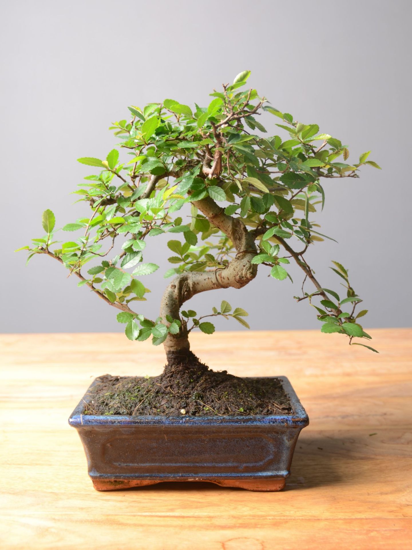 Immagine di Regalo Bonsai Olmo