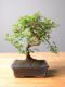 Immagine di Regalo Bonsai Olmo
