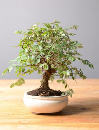 Immagine di Bonsai Olmo
