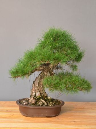 Picture for category Bonsai Pino (Pinus)