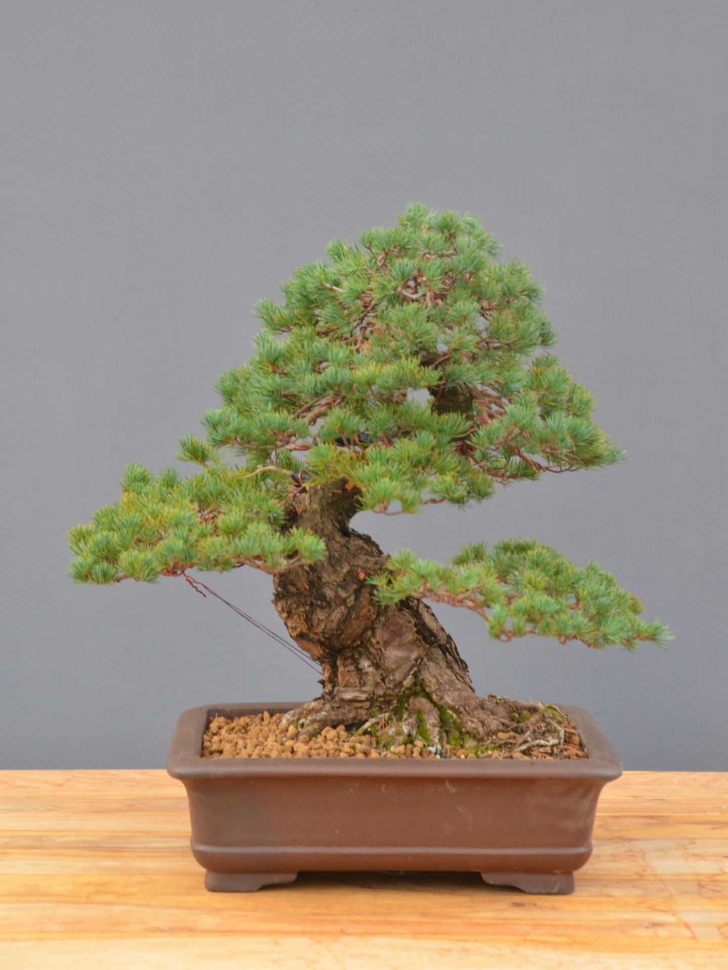 Immagine di Bonsai Pino giapponese