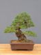 Immagine di Bonsai Pino giapponese