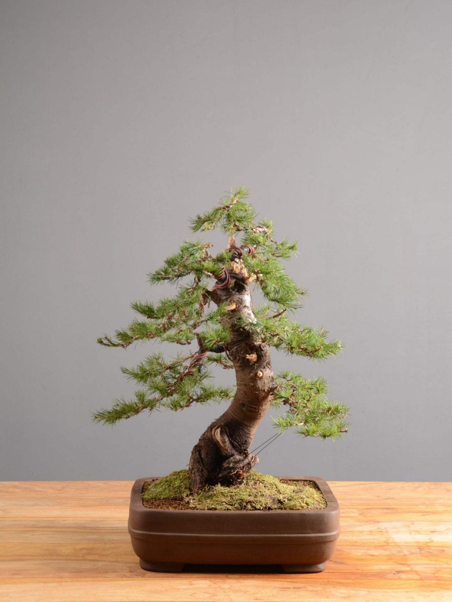 Picture of Silver fir