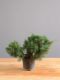 Immagine di Bonsai Ginepro G.